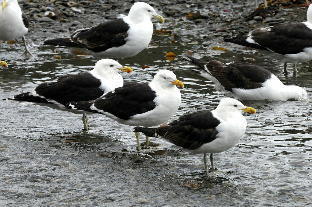 Kelp Gull