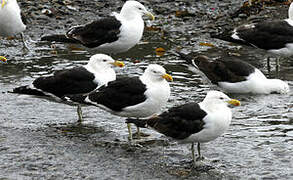 Kelp Gull