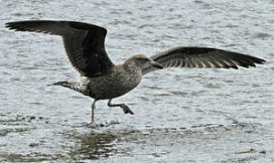 Kelp Gull