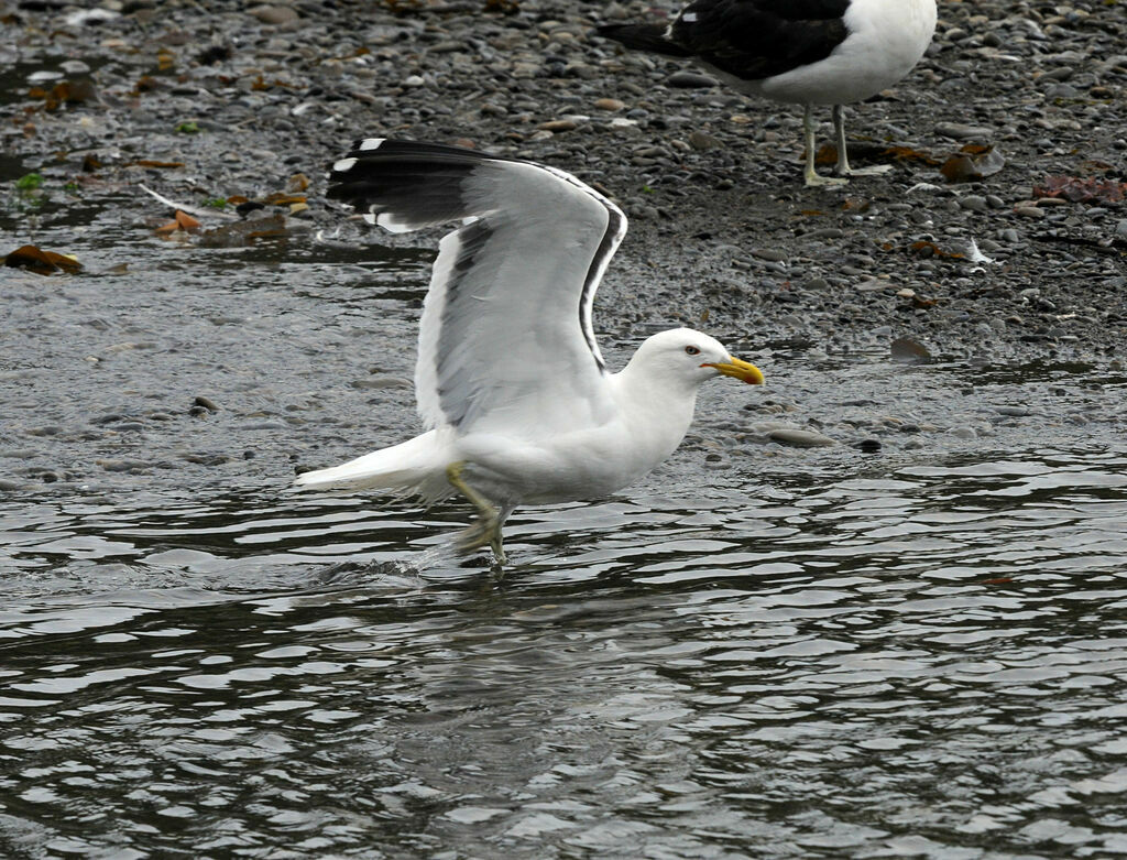 Goéland dominicain