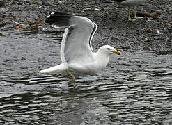 Kelp Gull