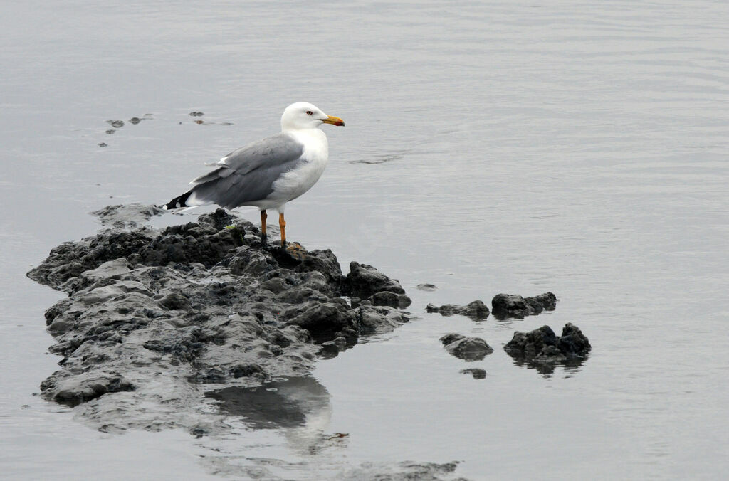 Yellow-legged Gull