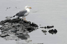 Yellow-legged Gull