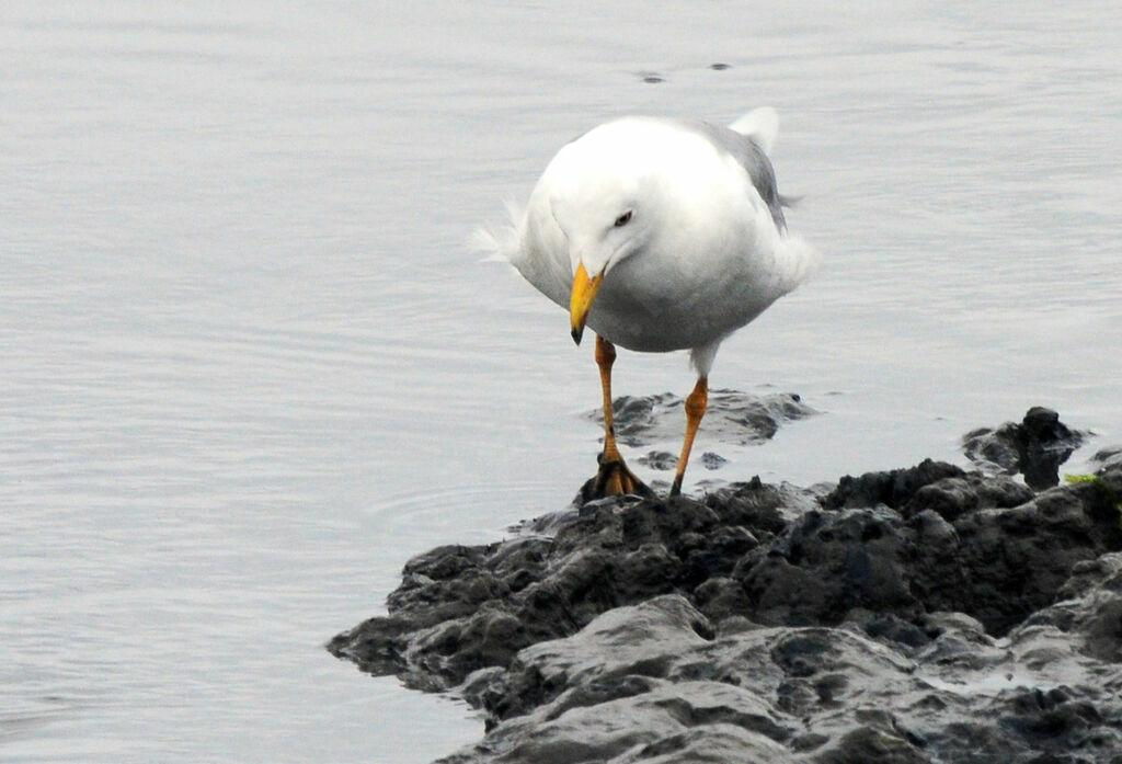 Yellow-legged Gull