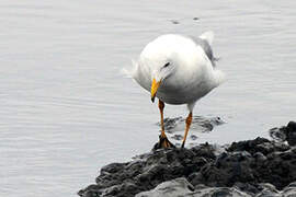 Yellow-legged Gull