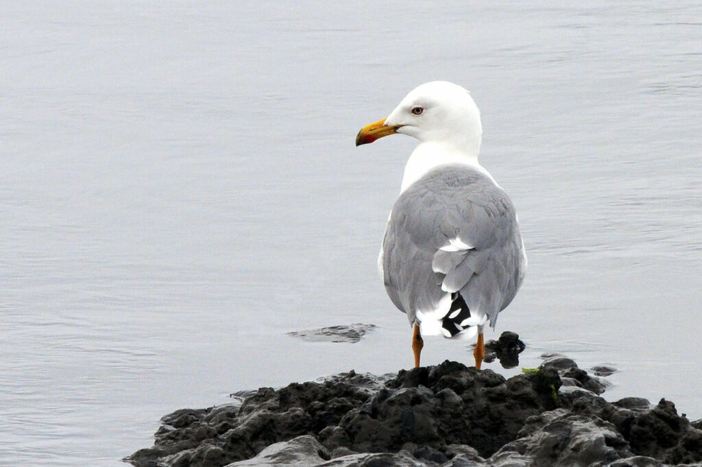 Yellow-legged Gull