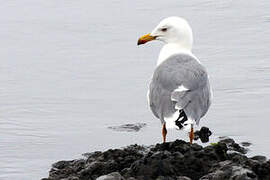 Yellow-legged Gull