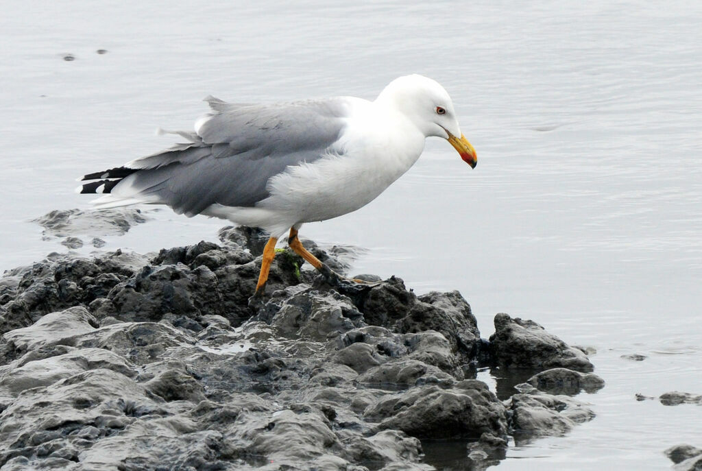 Yellow-legged Gull