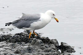 Yellow-legged Gull