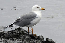 Yellow-legged Gull