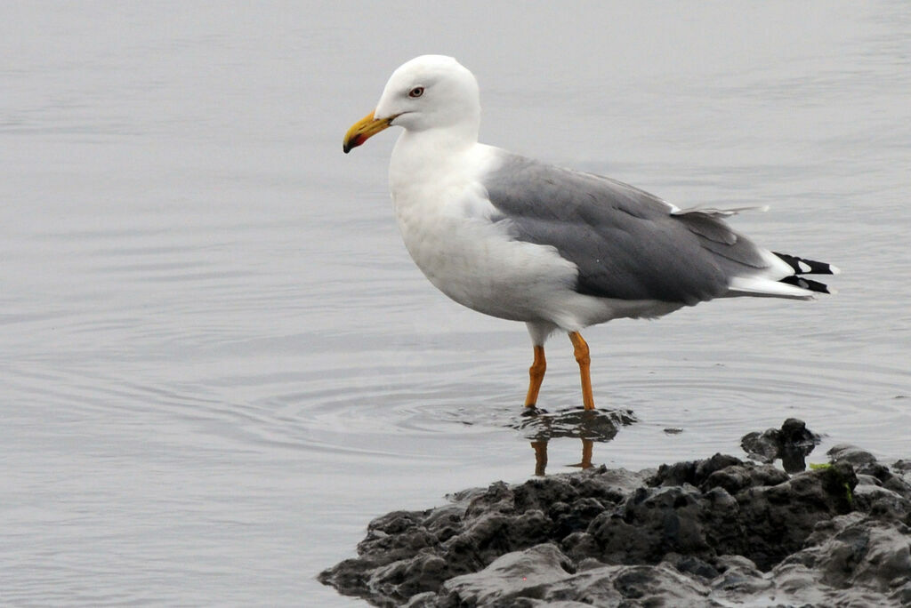 Yellow-legged Gull