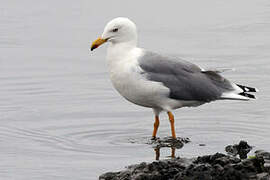 Yellow-legged Gull