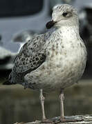 Great Black-backed Gull