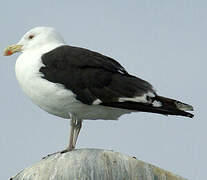 Great Black-backed Gull