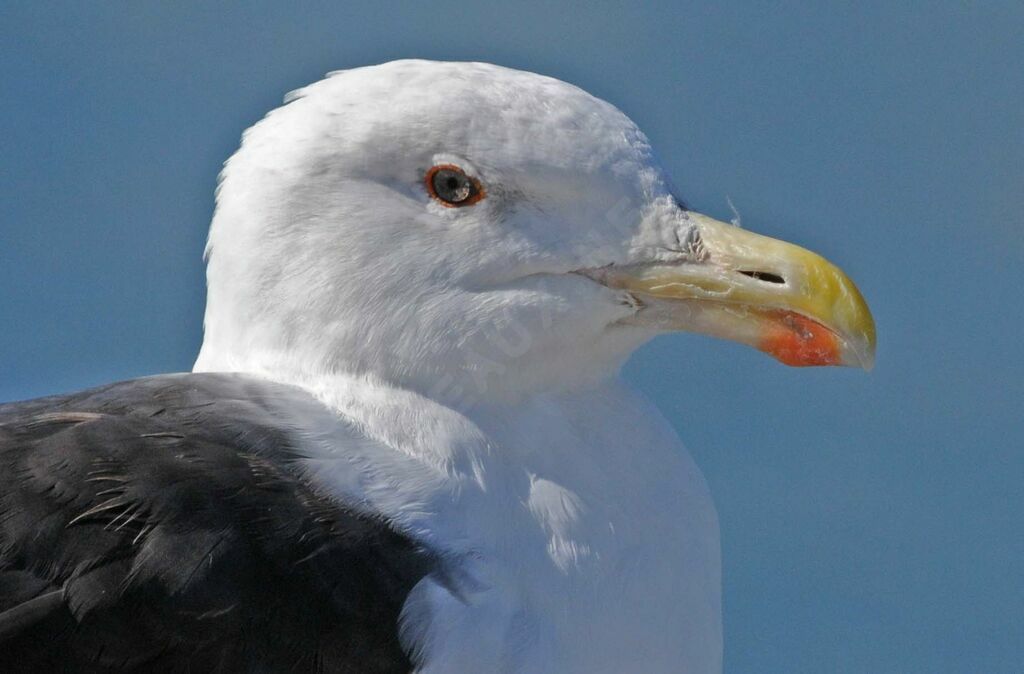 Great Black-backed Gull