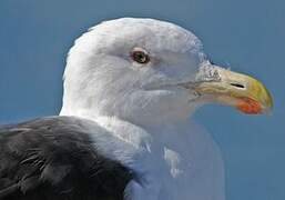 Great Black-backed Gull