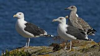 Great Black-backed Gull