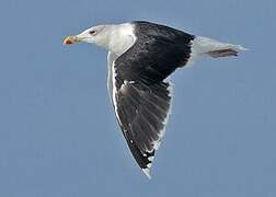 Great Black-backed Gull