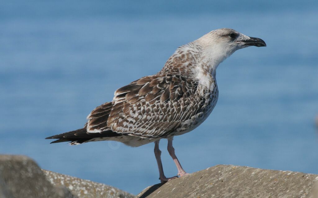 Great Black-backed Gull