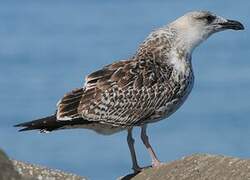 Great Black-backed Gull