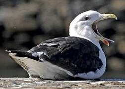 Great Black-backed Gull