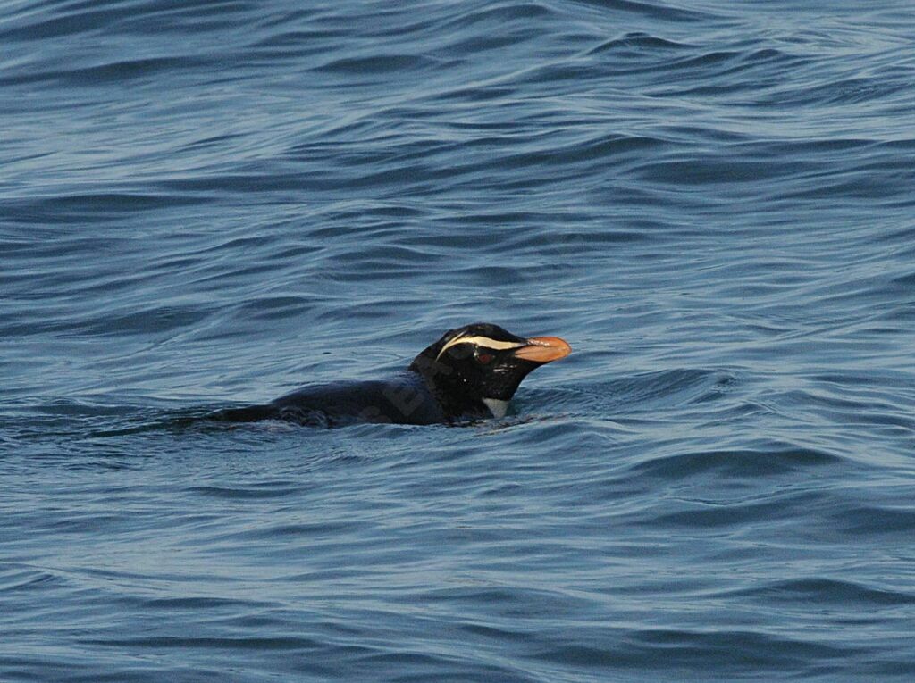 Fiordland Penguinadult, swimming