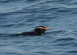 Fiordland Penguin