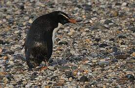 Fiordland Penguin