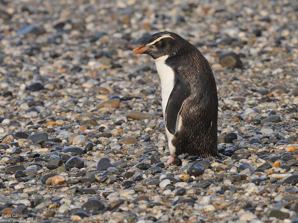 Fiordland Penguinadult, identification