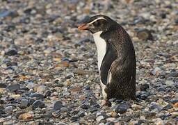 Fiordland Penguin