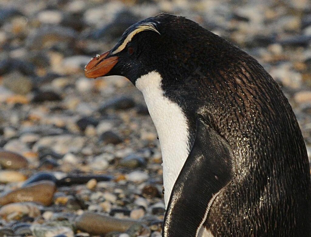 Fiordland Penguin