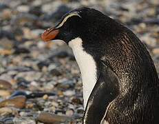 Fiordland Penguin