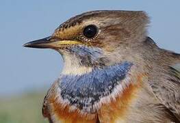 Bluethroat