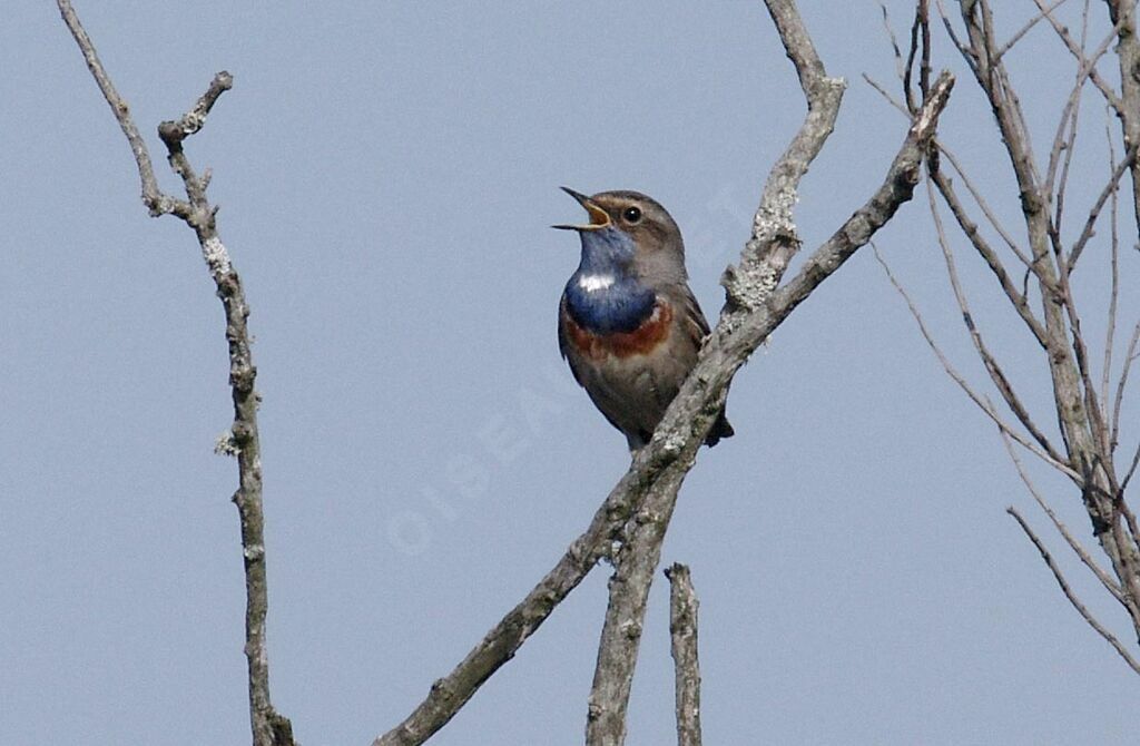 Bluethroat