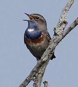 Bluethroat