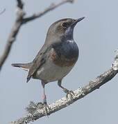 Bluethroat