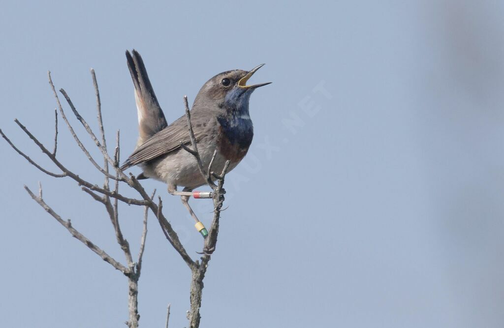 Bluethroat