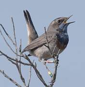 Bluethroat