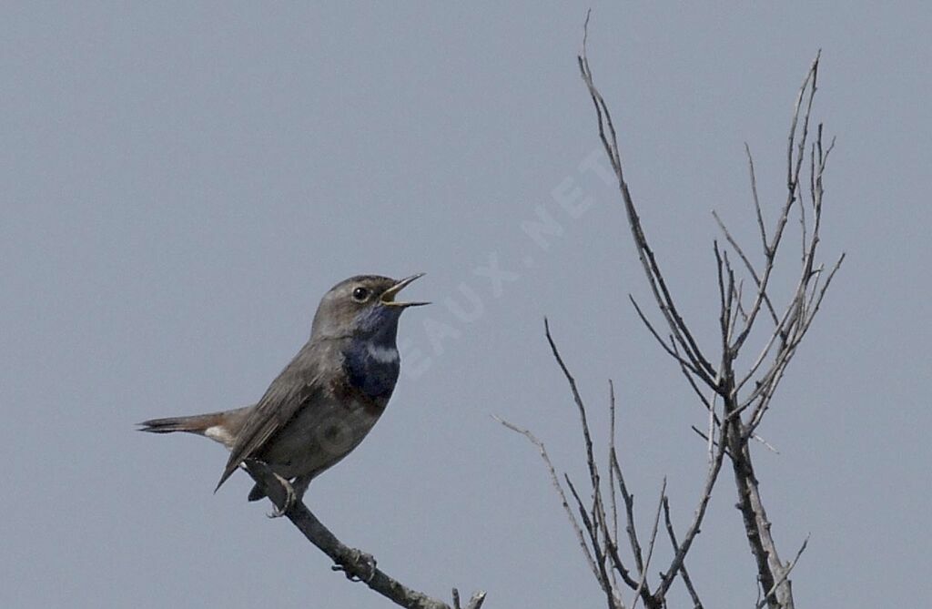 Bluethroat