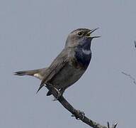 Bluethroat