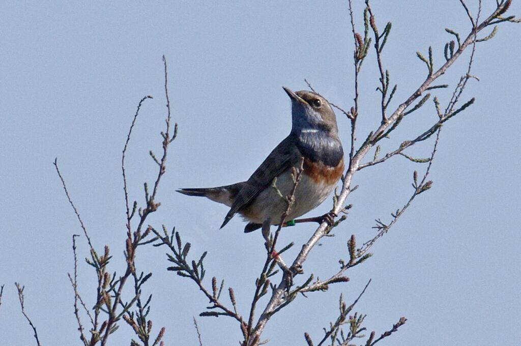 Bluethroat