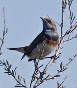 Bluethroat