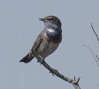 Bluethroat