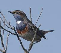 Bluethroat