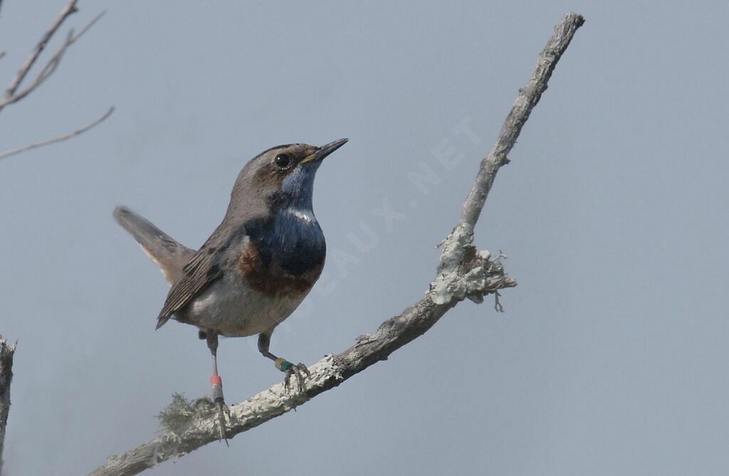 Bluethroat