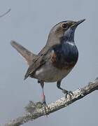 Bluethroat