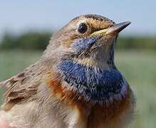 Bluethroat