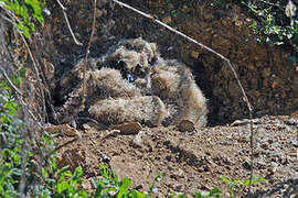 Eurasian Eagle-Owl