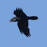 Northern Raven