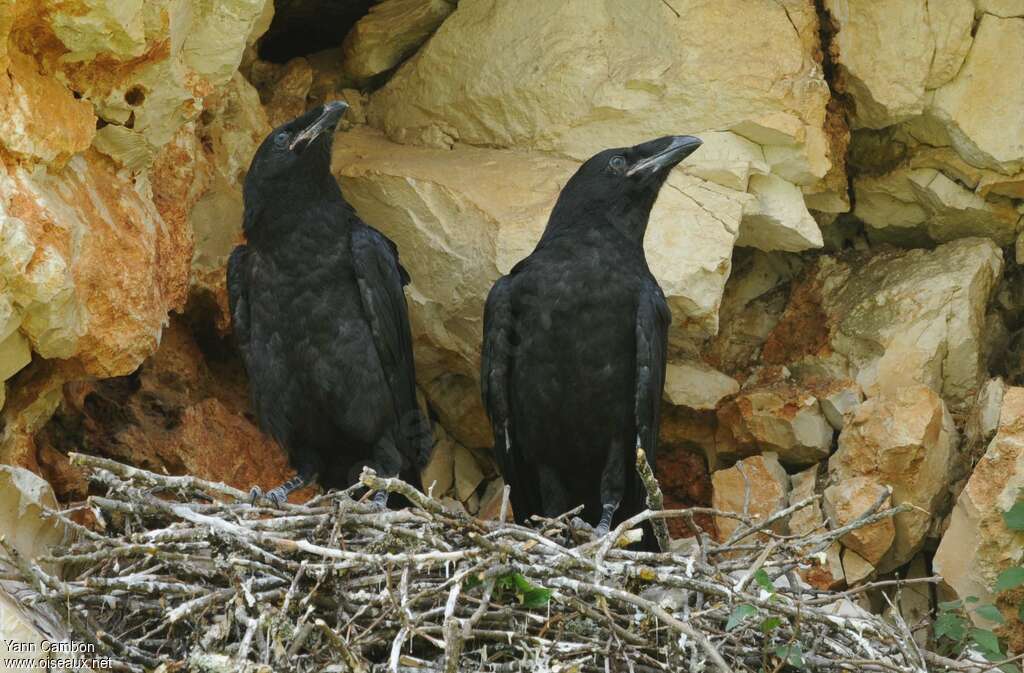 Northern Ravenjuvenile, Reproduction-nesting